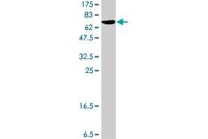 Western Blot detection against Immunogen (62.