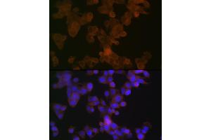 Immunofluorescence analysis of HepG2 cells using  Rabbit mAb (ABIN7265645) at dilution of 1:100 (40x lens). (APOL1 anticorps)