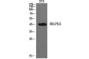 Western Blotting (WB) image for anti-Selectin P Ligand (SELPLG) (Internal Region) antibody (ABIN3181425) (SELPLG anticorps  (Internal Region))