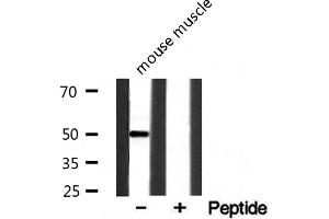 Western blot analysis on mouse muscle lysate using EGR2 Antibody (EGR2 anticorps  (C-Term))