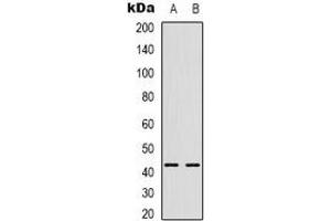 Western blot analysis of CHKB expression in HepG2 (A), U2OS (B) whole cell lysates. (CHKB anticorps  (C-Term))
