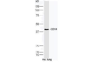 Mouse lung lysates probed with Rabbit Anti-CD14 Polyclonal Antibody, Unconjugated  at 1:5000 for 90 min at 37˚C.