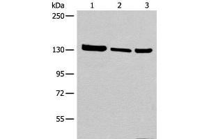 Western blot analysis of 293T cell Human testis tissue lysate A549 cell lysates using EPHA6 Polyclonal Antibody at dilution of 1:800 (EPH Receptor A6 anticorps)
