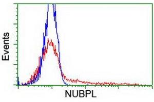 Flow Cytometry (FACS) image for anti-Nucleotide Binding Protein-Like (NUBPL) (AA 1-250) antibody (ABIN1490632) (NUBPL anticorps  (AA 1-250))
