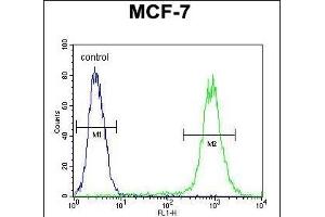 FGF9 Antibody (N-term) (ABIN654171 and ABIN2844030) flow cytometric analysis of MCF-7 cells (right histogram) compared to a negative control cell (left histogram).