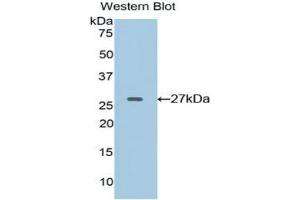 Detection of Recombinant EFNA4, Rat using Polyclonal Antibody to Ephrin A4 (EFNA4)