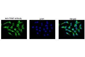 Immunofluorescence (IF) image for anti-Ribonucleotide Reductase M2 (RRM2) (C-Term) antibody (ABIN2452118)