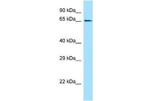 WB Suggested Anti-GPR50 Antibody Titration: 1.