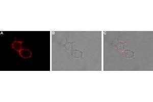Expression of HCN3 in rat U-87 MG cells - Cell surface detection of HCN3 in intact living U-87 MG cells. (HCN3 anticorps  (2nd Extracellular Loop))