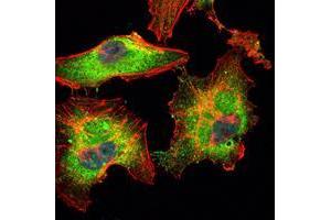 Immunofluorescence analysis of Hela cells using BLK mouse mAb (green). (BLK anticorps)
