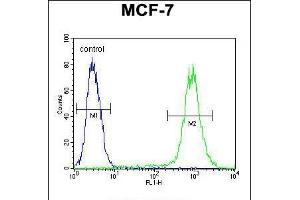 Flow cytometric analysis of MCF-7 cells (right histogram) compared to a negative control cell (left histogram). (FGF9 anticorps  (N-Term))