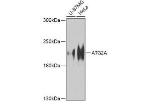 Western blot analysis of extracts of various cell lines, using A Antibody (ABIN6134606, ABIN6137252, ABIN6137253 and ABIN6224679) at 1:1000 dilution. (ATG2A anticorps  (AA 700-800))