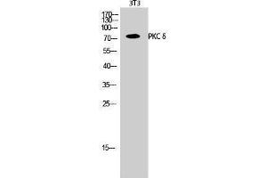 Western Blotting (WB) image for anti-Protein Kinase C, delta (PKCd) (Thr292) antibody (ABIN3180267) (PKC delta anticorps  (Thr292))