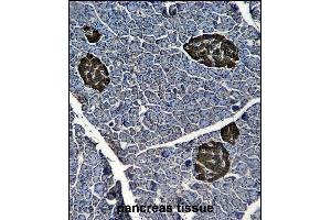 ENOG Antibody (ABIN6244274 and ABIN6577058) immunohistochemistry analysis in formalin fixed and paraffin embedded human pancreas tissue followed by peroxidase conjμgation of the secondary antibody and DAB staining. (ENO2/NSE anticorps)