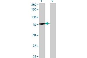 Western Blot analysis of PRKCD expression in transfected 293T cell line by PRKCD monoclonal antibody (M07), clone 8E12. (PKC delta anticorps  (AA 577-676))