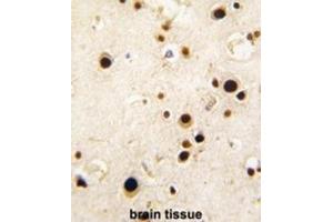 Immunohistochemistry (IHC) image for anti-Heterogeneous Nuclear Ribonucleoprotein Q (HNRPQ) antibody (ABIN3003529) (HNRPQ anticorps)