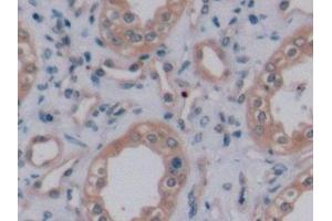 Detection of VEGF165 in Human Kidney Tissue using Monoclonal Antibody to Vascular Endothelial Growth Factor 165 (VEGF165) (VEGF 165 (AA 28-191) anticorps)