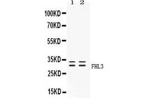 Western blot analysis of FHL3 expression in rat testis extract ( Lane 1) and PANC-1 whole cell lysates ( Lane 2). (FHL3 anticorps  (N-Term))