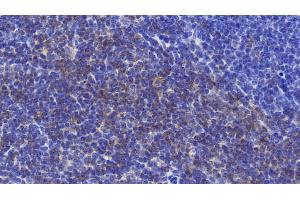 Detection of CD90 in Mouse Spleen Tissue using Polyclonal Antibody to Cluster of Differentiation 90 (CD90) (CD90 anticorps  (AA 20-131))