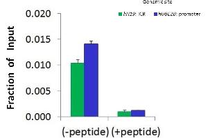Chromatin Immunoprecipitation (ChIP) Using CTCF antibody - N-terminal region  and HCT116 Cells