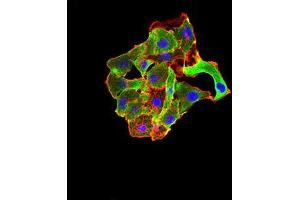 Immunocytochemistry (ICC) image for anti-TNF Receptor-Associated Factor 2 (TRAF2) (AA 39-188) antibody (ABIN5896378) (TRAF2 anticorps  (AA 39-188))