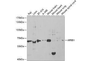Western blot analysis of extracts of various cell lines, using  antibody (ABIN6129919, ABIN6136973, ABIN6136974 and ABIN6219091) at 1:1000 dilution. (FE65 anticorps  (AA 359-708))