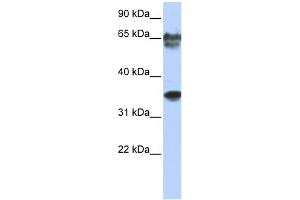 WB Suggested Anti-NKX3-2 Antibody Titration: 0. (NKX3-2 anticorps  (N-Term))