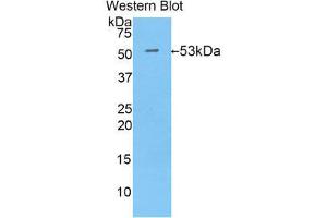 Western Blotting (WB) image for anti-Isocitrate Dehydrogenase 1 (NADP+), Soluble (IDH1) (AA 99-325) antibody (ABIN1859250) (IDH1 anticorps  (AA 99-325))