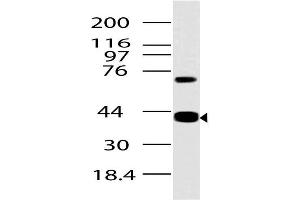 Image no. 1 for anti-Advanced Glycosylation End Product-Specific Receptor (AGER) (AA 1-280) antibody (ABIN5027504) (RAGE anticorps  (AA 1-280))