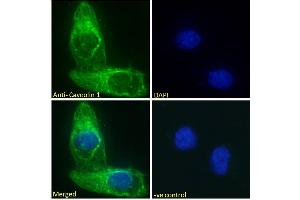ABIN185421 Immunofluorescence analysis of paraformaldehyde fixed U2OS cells, permeabilized with 0.