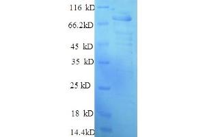SDS-PAGE (SDS) image for Myelin Associated Glycoprotein (MAG) (AA 25-516), (Extracellular) protein (His-SUMO Tag) (ABIN5709891)