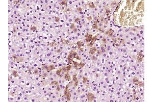 Paraformaldehyde-fixed, paraffin embedded Rat Liver Antigen retrieval by boiling in sodium citrate buffer (pH6.