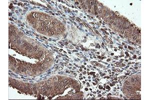 Image no. 14 for anti-Pyridoxamine 5'-Phosphate Oxidase (PNPO) antibody (ABIN1500318)