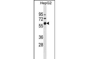 ZN Antibody (N-term) (ABIN1882017 and ABIN2838598) western blot analysis in HepG2 cell line lysates (35 μg/lane). (ZNF205 anticorps  (N-Term))