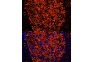 Immunofluorescence analysis of mouse pancreas using PNLIPRP1 antibody (ABIN7269167) at dilution of 1:100.