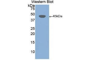Western Blotting (WB) image for anti-Desmoglein 3 (DSG3) (AA 858-999) antibody (ABIN1858670) (Desmoglein 3 anticorps  (AA 858-999))