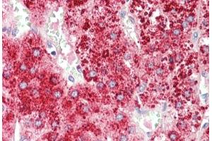 (ABIN1781847) (5 μg/mL) staining of paraffin embedded Human Adrenal Gland.