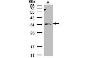 WB Image Sample(30 μg of whole cell lysate) A:HeLa S3, 12% SDS PAGE antibody diluted at 1:500 (ST3GAL1 anticorps)