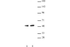 PAX5 antibody (pAb) tested by Western blot. (PAX5 anticorps  (N-Term))