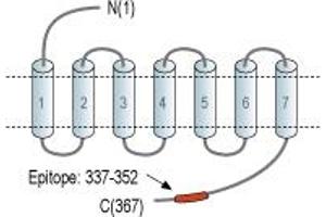 anti-Opiate Receptor-Like 1 (OPRL1) (AA 337-352), (C-Term), (Intracellular) antibody (Atto 594)
