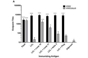 In vitro characterization of the LCL scaffold and the LCL-TbpA hybrid antigens. (Lapin anti-Souris IgG (Heavy & Light Chain) Anticorps (HRP))