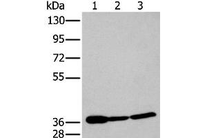 Western blot analysis of 293T and Hela cell lysates using P2RY11 Polyclonal Antibody at dilution of 1:250