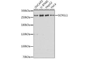 Western blot analysis of extracts of various cell lines, using GCN1L1 antibody. (GCN1L1 anticorps  (AA 2462-2671))
