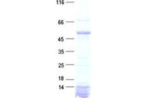 Validation with Western Blot (Caspase 10 Protein (His tag))