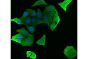 Immunofluorescence staining of Hela cells with ABIN7139835 at 1:50, counter-stained with DAPI. (FOXO4 anticorps  (AA 45-63))