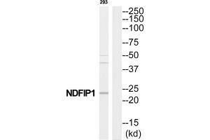 Western Blotting (WB) image for anti-Nedd4 Family Interacting Protein 1 (NDFIP1) (C-Term) antibody (ABIN1852508) (NDFIP1 anticorps  (C-Term))