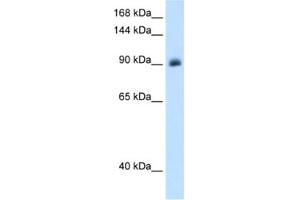 Western Blotting (WB) image for anti-Nuclear Receptor Subfamily 3, Group C, Member 2 (NR3C2) antibody (ABIN2462859) (NR3C2 anticorps)