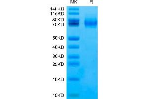 Biotinylated Human Siglec-10(R119A) on Tris-Bis PAGE under reduced condition.