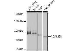Western blot analysis of extracts of various cell lines, using  Rabbit pAb  at 1:1000 dilution. (ADAM28 anticorps  (AA 199-440))