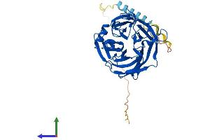 AlphaFold protein structure predicition of Human Recombinant CANT1 Protein, UniprotID Q8WVQ1